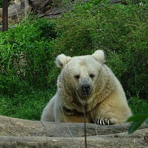 Syrian brown bear (Ursus arctos syriacus)