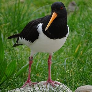 Eurasian Oystercatcher (Haematopus ostralegus)
