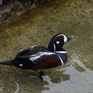 Harlequin duck (Histrionicus histrionicus)
