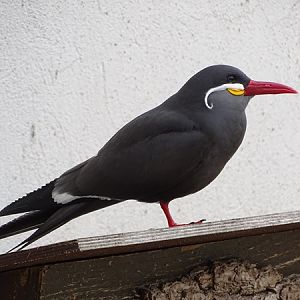 Inca tern (Larosterna inca)