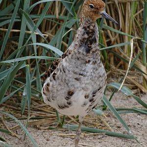 Ruff (Calidris pugnax)