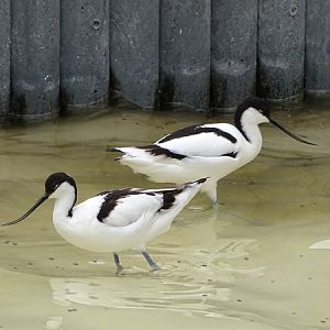 Pied avocet (Recurvirostra avosetta)