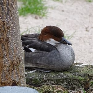 Smew (Mergellus albellus)