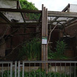 Ring-tailed vontsira enclosure