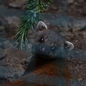 Eastern Ring-tailed vontsira (Galidia elegans elegans)