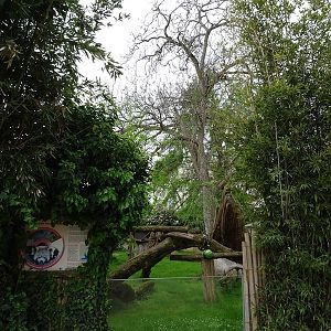 Red panda / tufted deer / Hermann's tortoise enclosure