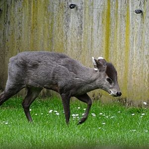 Michie's tufted deer (Elaphodus cephalophus michianus)