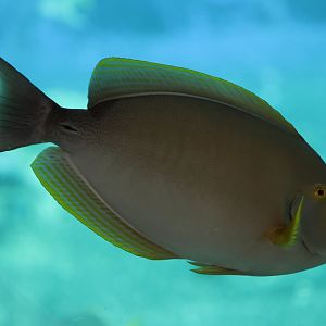 Acanthurus ID