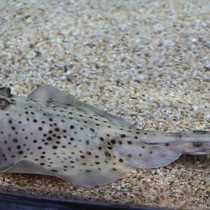 Raja montagui or Raja brachyura ?