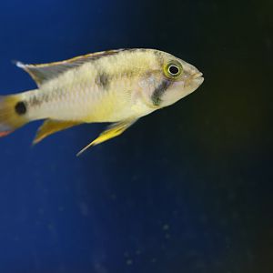 Apistogramma ID