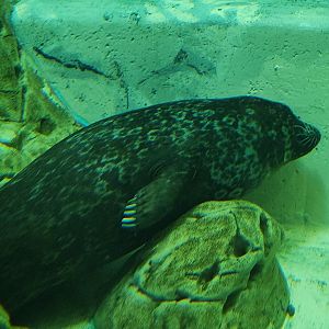 Jenkinson's Aquarium - Sleeping Harbor Seal