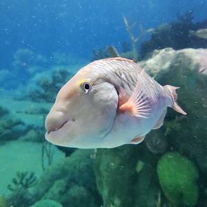 Jenkinson's Aquarium - Parrotfish