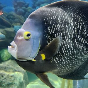 Jenkinson's Aquarium - Angelfish