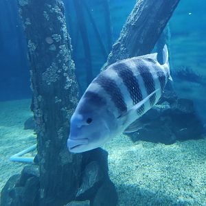 Jenkinson's Aquarium - Fish