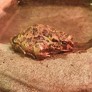 Jenkinson's Aquarium - Bufotes boulengeri