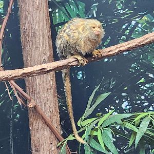 Jenkinson's Aquarium - Pygmy Marmoset