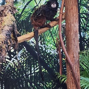 Jenkinson's Aquarium - Saddleback Tamarin