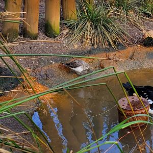 Dunlin or sandpiper- Zoo Plzen