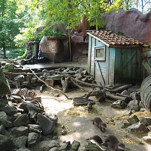 Asian small-clawed otter exhibit, 2023-09-24