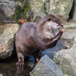 Asian small-clawed otter (Aonyx cinereus), 2023-09-24