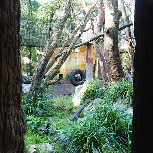 Spectacled bear exhibit, seen from viewing window in the parakeet aviary, 2023-09-24