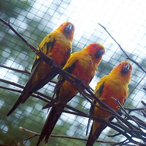 Sun conures (Aratinga solstitialis), 2023-09-24