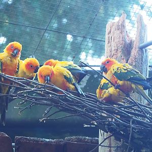 Sun conures (Aratinga solstitialis), 2023-09-24