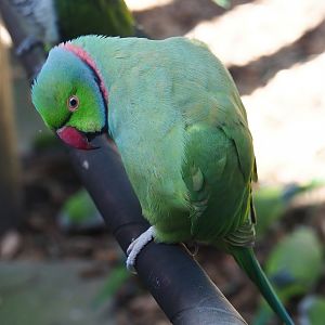 Indian Ring-necked parakeet (Psittacula krameri), 2023-09-24