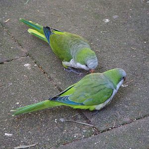 Monk parakeets (Myiopsitta monachus), 2023-09-24
