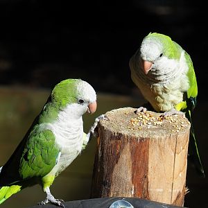 Monk parakeets (Myiopsitta monachus), 2023-09-24