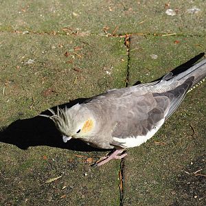 Cockatiel (Nymphicus hollandicus), 2023-09-24
