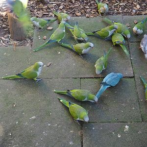 Monk parakeets (Myiopsitta monachus) and a Cockatiel (Nymphicus hollandicus), 2023-09-24