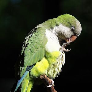 Monk parakeet (Myiopsitta monachus), 2023-09-24