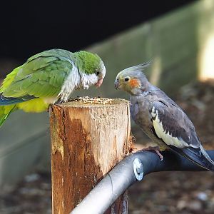 Monk parakeet (Myiopsitta monachus) and Cockatiel (Nymphicus hollandicus), 2023-09-24