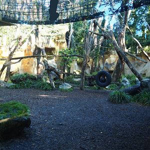Spectacled bear exhibit, 2023-09-24
