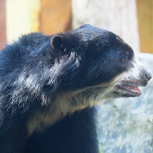 Spectacled bear (Tremarctos ornatus), 2023-09-24