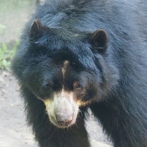 Spectacled bear (Tremarctos ornatus), 2023-09-24