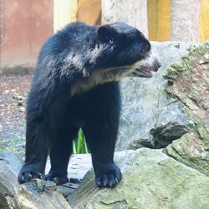Spectacled bear (Tremarctos ornatus), 2023-09-24