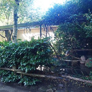 Snowy owl aviary, 2023-09-24