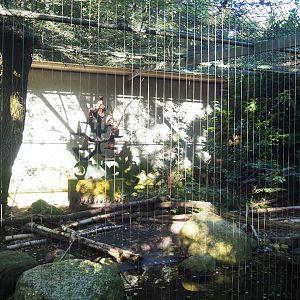 Snowy owl aviary, 2023-09-24