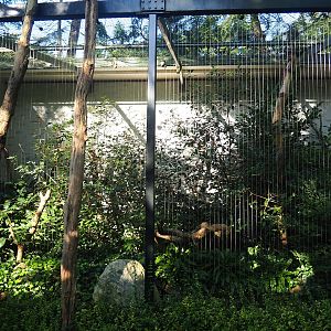 Eurasian eagle-owl, 2023-09-24