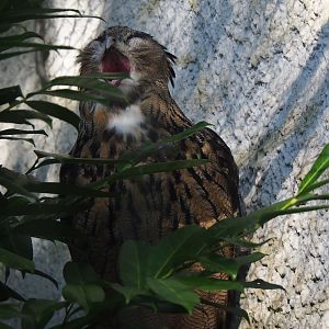 Eurasian eagle-owl (Bubo bubo bubo), 2023-09-24