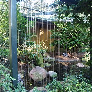 Southern screamer aviary, 2023-09-24
