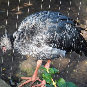 Southern screamer (Chauna torquata), 2023-09-24
