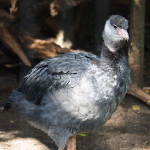 Juvenile Southern screamer (Chauna torquata), 2023-09-24