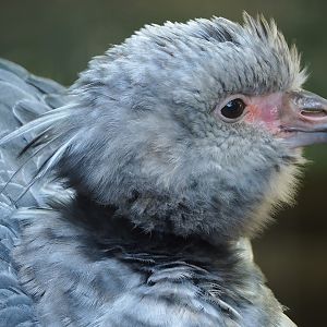 Southern screamer (Chauna torquata), 2023-09-24