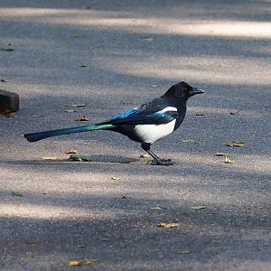 Wild Eurasian magpie (Pica pica), 2023-09-24