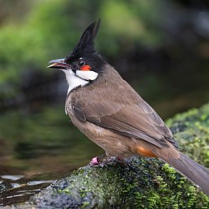 Red whiskered Bulbul, Thrigby, UK