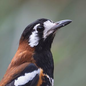 Chestnut backed ground thrush, Thrigby, UK