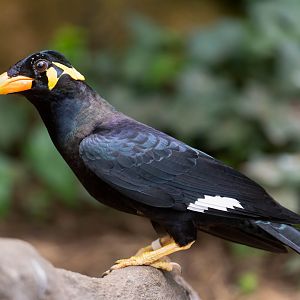 Common Hill Myna, Thrigby, UK